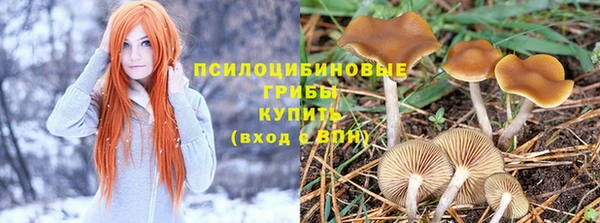 ПСИЛОЦИБИНОВЫЕ ГРИБЫ Пролетарск